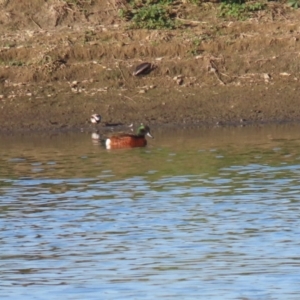 Anas castanea at Fyshwick, ACT - 15 May 2024