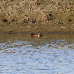 Anas castanea at Fyshwick, ACT - 15 May 2024