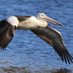 Pelecanus conspicillatus (Australian Pelican) at JER530: JWs - Silt Trap North - 15 May 2024 by RodDeb