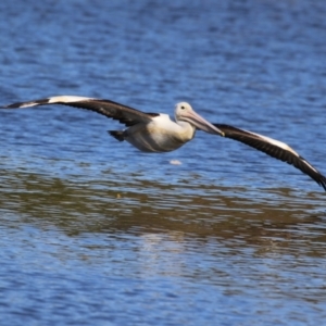 Pelecanus conspicillatus at JER530: JWs - Silt Trap North - 15 May 2024