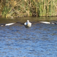 Pelecanus conspicillatus at JER530: JWs - Silt Trap North - 15 May 2024