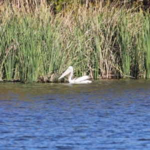 Pelecanus conspicillatus at JER530: JWs - Silt Trap North - 15 May 2024