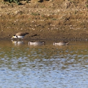 Malacorhynchus membranaceus at Fyshwick, ACT - 15 May 2024