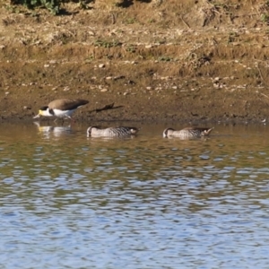 Malacorhynchus membranaceus (Pink-eared Duck) at Fyshwick, ACT by RodDeb