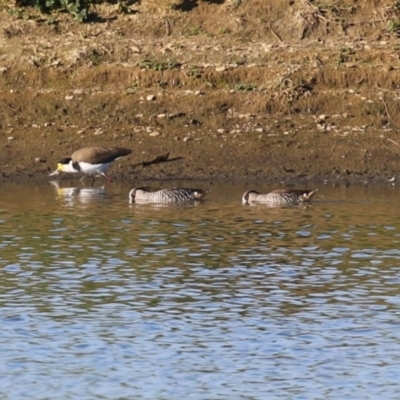 Malacorhynchus membranaceus (Pink-eared Duck) at Fyshwick, ACT - 15 May 2024 by RodDeb