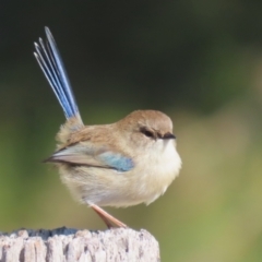 Malurus cyaneus (Superb Fairywren) at Jerrabomberra Wetlands - 15 May 2024 by RodDeb