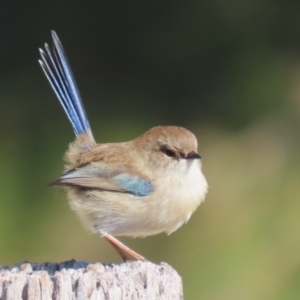 Malurus cyaneus at Jerrabomberra Wetlands - 15 May 2024