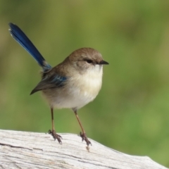 Malurus cyaneus at Jerrabomberra Wetlands - 15 May 2024