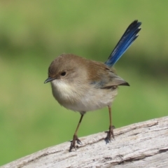 Malurus cyaneus at Jerrabomberra Wetlands - 15 May 2024