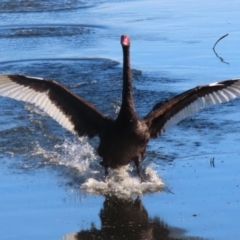 Cygnus atratus (Black Swan) at Jerrabomberra Wetlands - 15 May 2024 by RodDeb