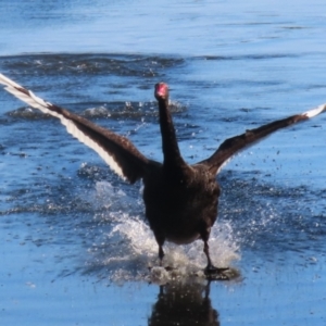 Cygnus atratus at Jerrabomberra Wetlands - 15 May 2024