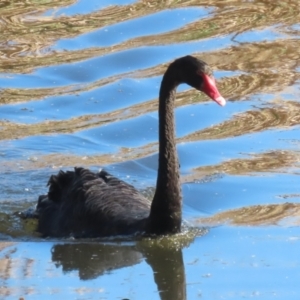 Cygnus atratus at Jerrabomberra Wetlands - 15 May 2024