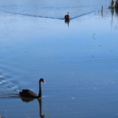 Cygnus atratus at Jerrabomberra Wetlands - 15 May 2024