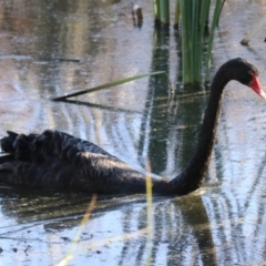 Cygnus atratus at Jerrabomberra Wetlands - 15 May 2024