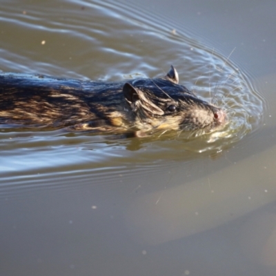 Hydromys chrysogaster (Rakali or Water Rat) at Jerrabomberra Wetlands - 15 May 2024 by RodDeb