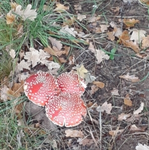 Amanita muscaria at Ainslie, ACT - 5 May 2024 07:56 AM