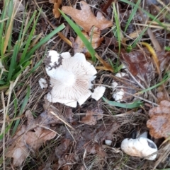 Unidentified Fungus at Ainslie volcanic grassland - 4 May 2024 by annmhare