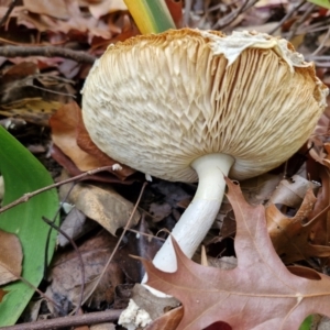 Amanita muscaria at Sullivans Creek, Lyneham South - 16 May 2024