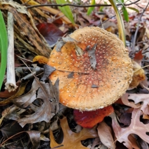 Amanita muscaria at Sullivans Creek, Lyneham South - 16 May 2024