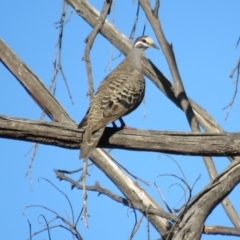 Phaps chalcoptera (Common Bronzewing) at Wingecarribee Local Government Area - 14 May 2024 by Span102