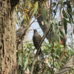 Anthochaera chrysoptera (Little Wattlebird) at Hill Top - 15 May 2024 by Span102