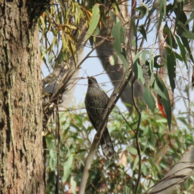 Anthochaera chrysoptera (Little Wattlebird) at Wingecarribee Local Government Area - 15 May 2024 by Span102