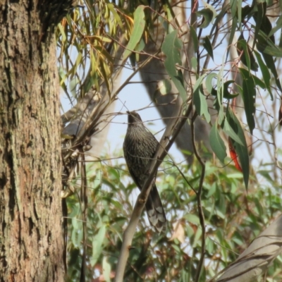 Anthochaera chrysoptera (Little Wattlebird) at Hill Top - 15 May 2024 by Span102