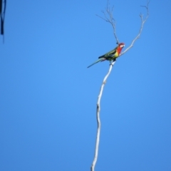 Platycercus eximius (Eastern Rosella) at Wingecarribee Local Government Area - 15 May 2024 by Span102