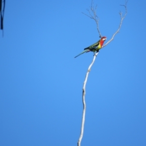 Platycercus eximius (Eastern Rosella) at Wingecarribee Local Government Area by Span102