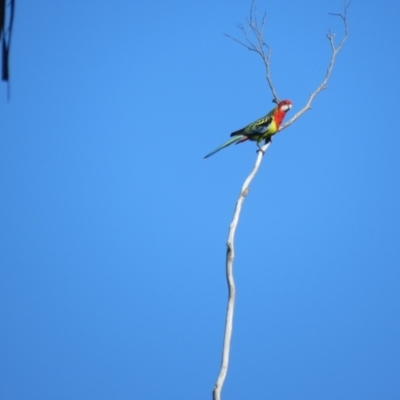 Platycercus eximius (Eastern Rosella) at Hill Top - 14 May 2024 by Span102