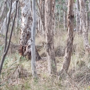 Notamacropus rufogriseus at Aranda Bushland - 16 May 2024