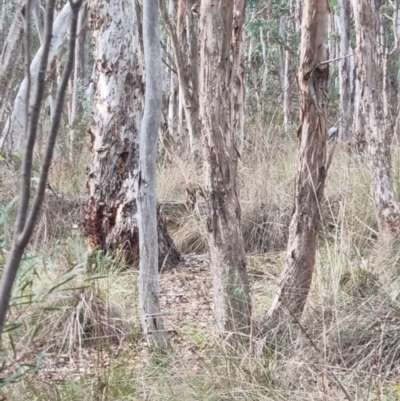 Notamacropus rufogriseus (Red-necked Wallaby) at Aranda Bushland - 16 May 2024 by UserXblMvmNG