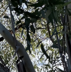 Eucalyptus sp. (A Gum Tree) at Yarralumla, ACT - 16 May 2024 by lbradley