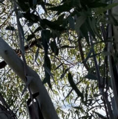 Eucalyptus (genus) (A Gum Tree) at National Arboretum Forests - 16 May 2024 by lbradley