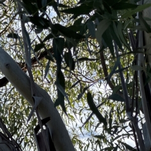 Eucalyptus dives at Yarralumla, ACT by lbradley