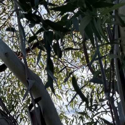 Eucalyptus (genus) (A Gum Tree) at National Arboretum Forests - 16 May 2024 by lbradley