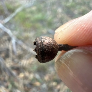 Eucalyptus sp. at National Arboretum Forests - 16 May 2024