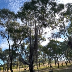 Eucalyptus sp. at National Arboretum Forests - 16 May 2024