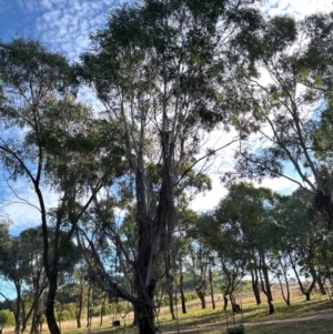 Eucalyptus sp. at National Arboretum Forests - 16 May 2024