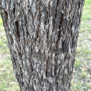 Eucalyptus bridgesiana at Yarralumla, ACT - 16 May 2024