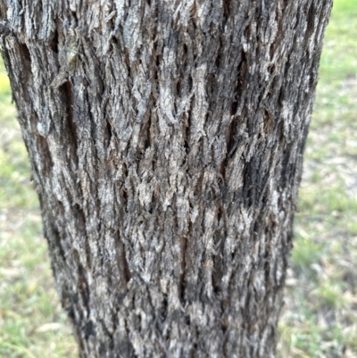 Eucalyptus bridgesiana (Apple Box) at National Arboretum Forests - 16 May 2024 by lbradley