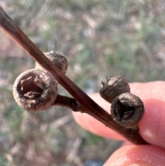 Eucalyptus bridgesiana at Yarralumla, ACT - 16 May 2024