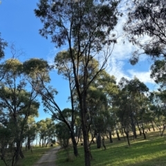 Eucalyptus bridgesiana at National Arboretum Forests - 16 May 2024