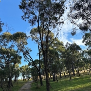 Eucalyptus bridgesiana at National Arboretum Forests - 16 May 2024