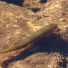 Unidentified Galaxias at Kosciuszko National Park - 14 May 2024 by P52H