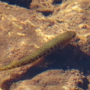 Galaxias olidus at Kosciuszko National Park - 14 May 2024