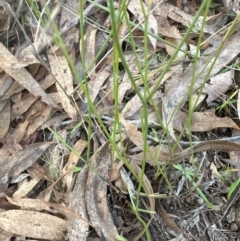 Wahlenbergia gracilis at Yarralumla, ACT - 16 May 2024 by lbradley
