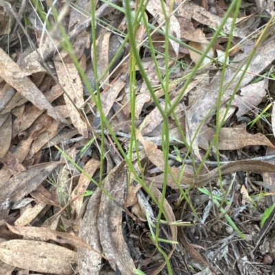 Unidentified Other Wildflower or Herb at National Arboretum Forests - 16 May 2024 by lbradley