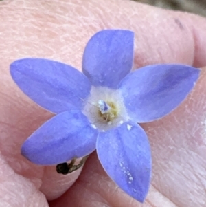 Wahlenbergia capillaris at National Arboretum Forests - 16 May 2024
