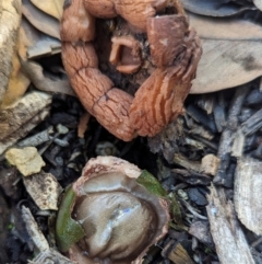 Geastrum sp. at ANBG - 16 May 2024 by HelenCross